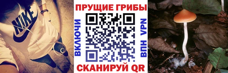 Псилоцибиновые грибы Cubensis  Невель 